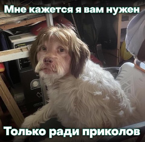 Мне кажется я вам нужен Только ради приколов