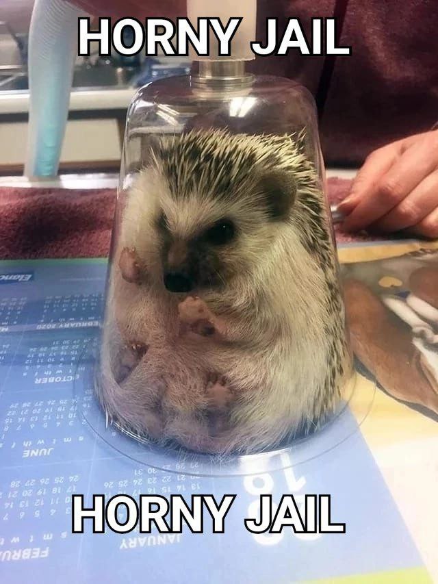 HORN JAIL LEA;