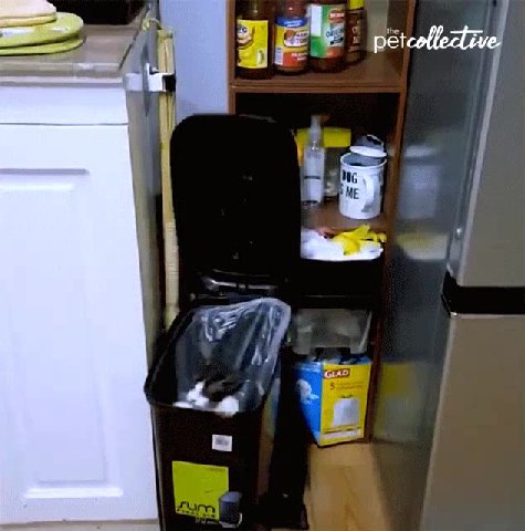 petcollective