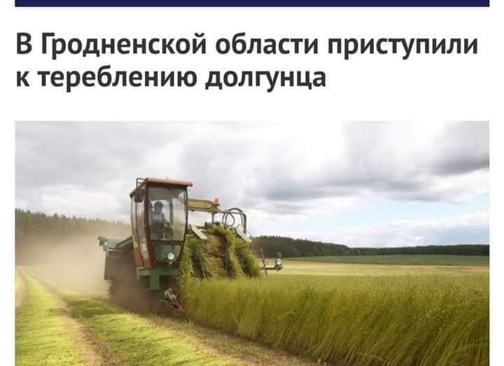 В Гродненской области приступили к тереблению долгунца