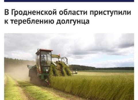 В Гродненской области приступили к тереблению долгунца