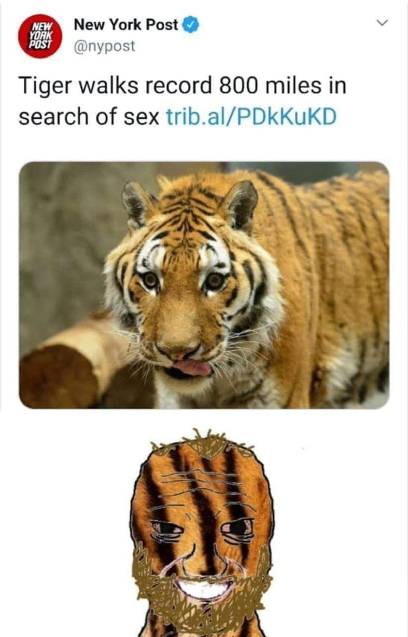 New York Post YORK POST @nypost Tiger walks record 800 miles in search of sex trib.al/PDkKuKD Nor