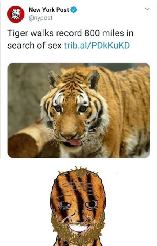 New York Post YORK POST @nypost Tiger walks record 800 miles in search of sex trib.al/PDkKuKD Nor