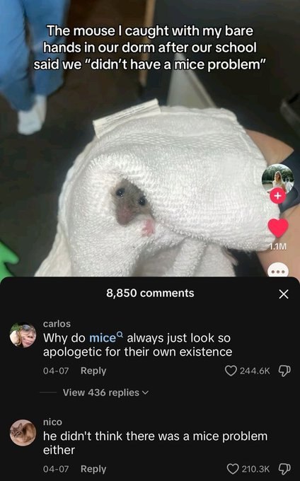 Тре mouse caught with my bare in our dorm after our school said we “didn’t have a mice problem” 8,850 comments carlos Why mice® always just look so apologetic for their own existence 04-07 Reply View 