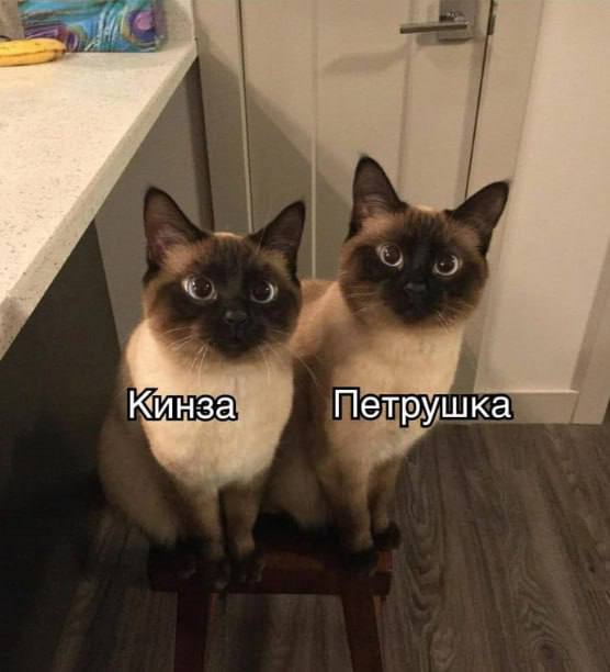 Кинза Петрушка