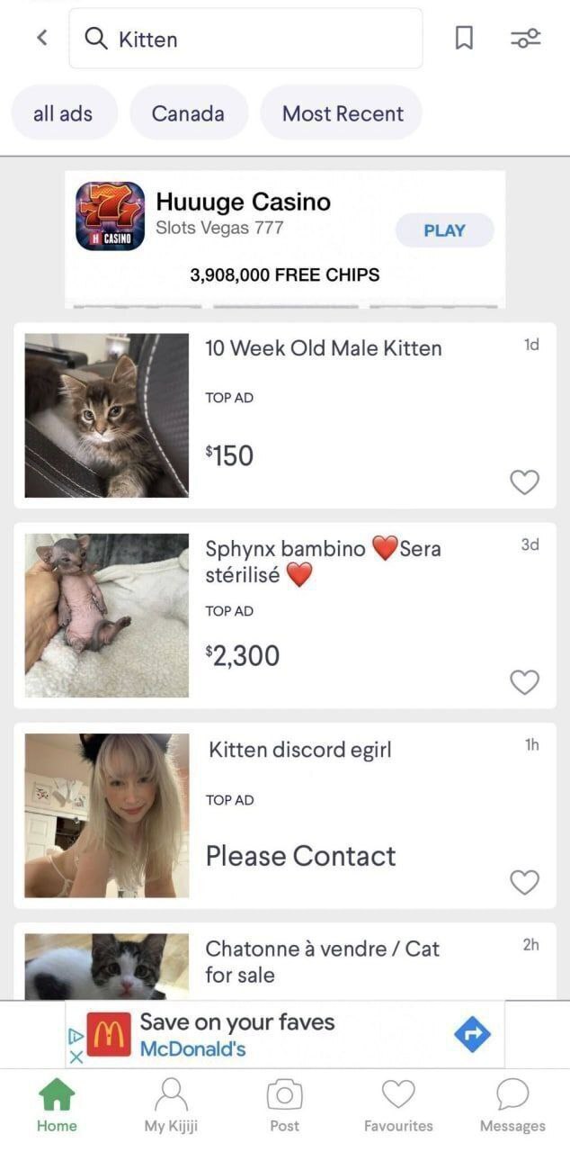 Kitten all ads Canada Most Recent Huuuge Casino Slots Vegas 777 PLAY 3,908,000 FREE CHIPS 10 Week Old Male Kitten ТОР $150 Sphynx bambino @Sera TOP Kitten discord TOPAD Please Contact Chatonne a vendr