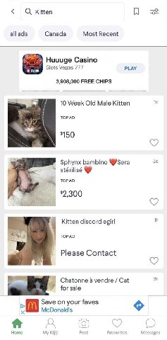 Kitten all ads Canada Most Recent Huuuge Casino Slots Vegas 777 PLAY 3,908,000 FREE CHIPS 10 Week Old Male Kitten ТОР $150 Sphynx bambino @Sera TOP Kitten discord TOPAD Please Contact Chatonne a vendr