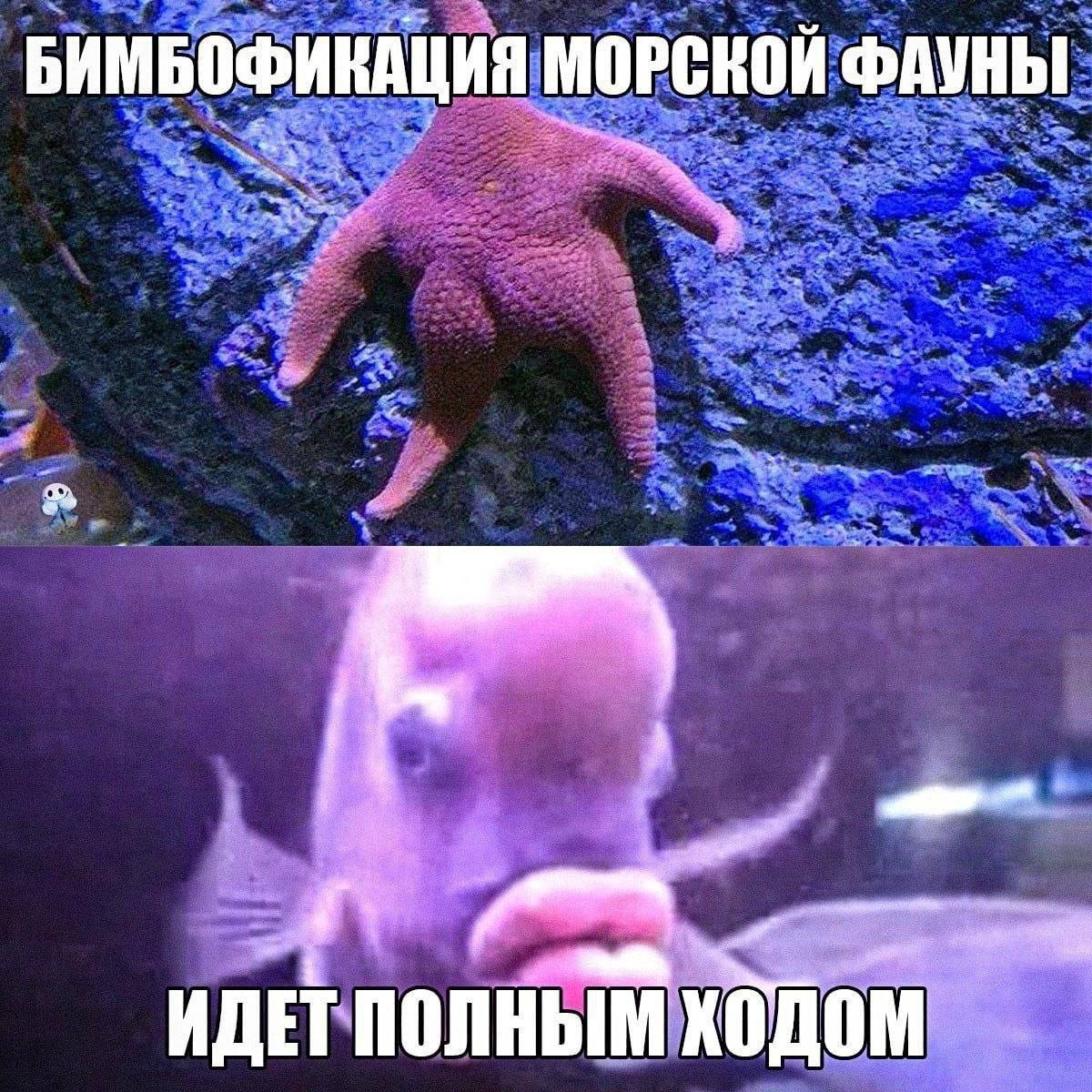 БИМБОФИКАЦИЯ ФАУНЫ ИДЕТ ПОЛНЫМ ХОДОМ