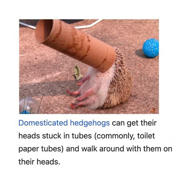 Domesticated hedgehogs can get their heads stuck in tubes toilet paper tubes) and walk around with them on their heads.