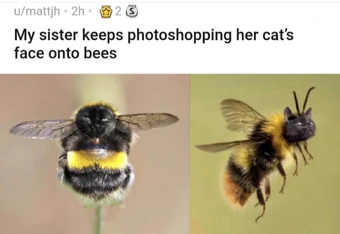 u/mattjh @2 My sister keeps photoshopping her cat's face onto bees