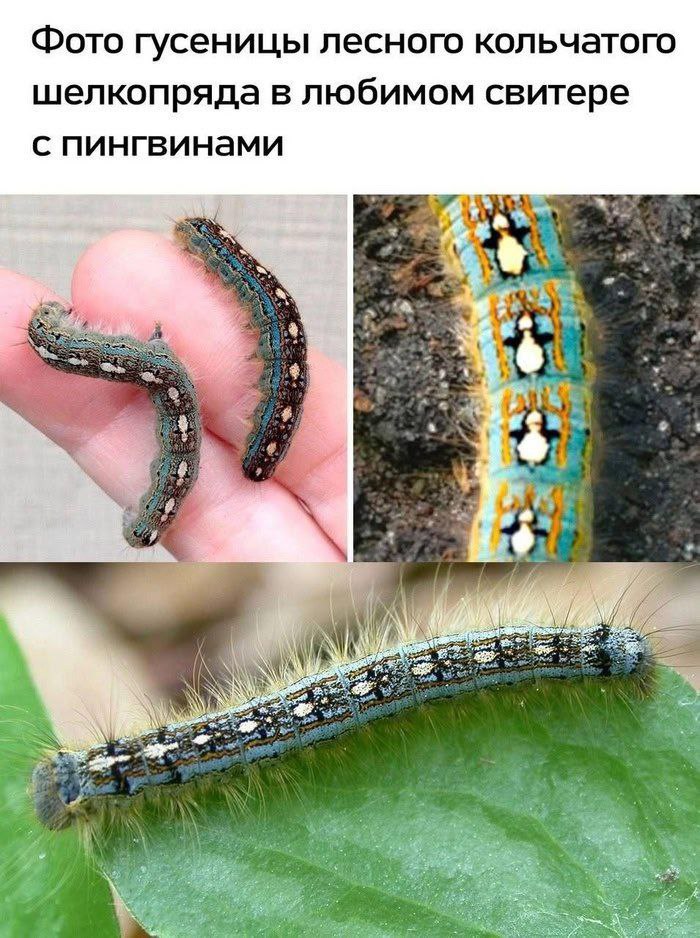 Фото гусеницы лесного кольчатого шелкопряда в любимом свитере с пингвинами и” и IN if ‘he