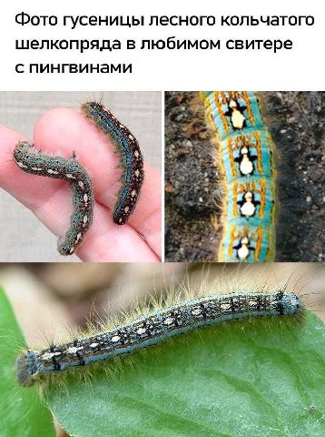 Фото гусеницы лесного кольчатого шелкопряда в любимом свитере с пингвинами и” и IN if ‘he