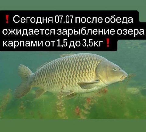 Сегодня 07.07 после обеда ожидается зарыбление озера карпами 1,5 до