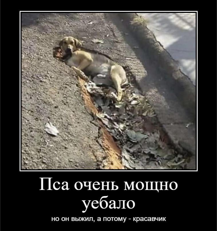 Пса очень мощно уебало но он выжил, а потому красавчик