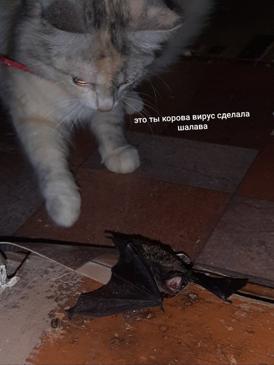 это ты корова вирус сделала шалава