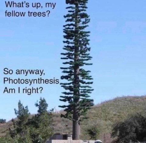 up, fellow trees? So anyway, Photosynthesis