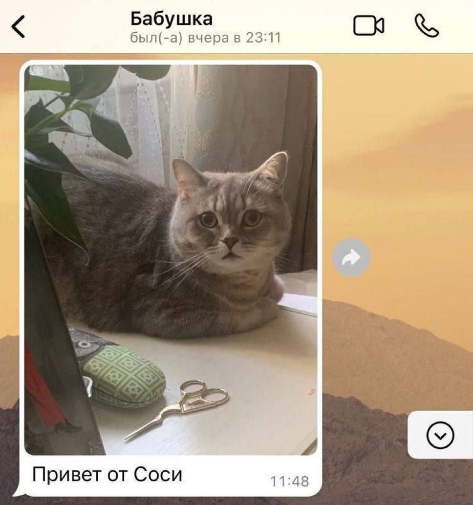 Я понял как назову кошку