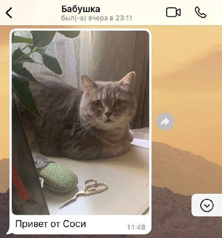 Я понял как назову кошку