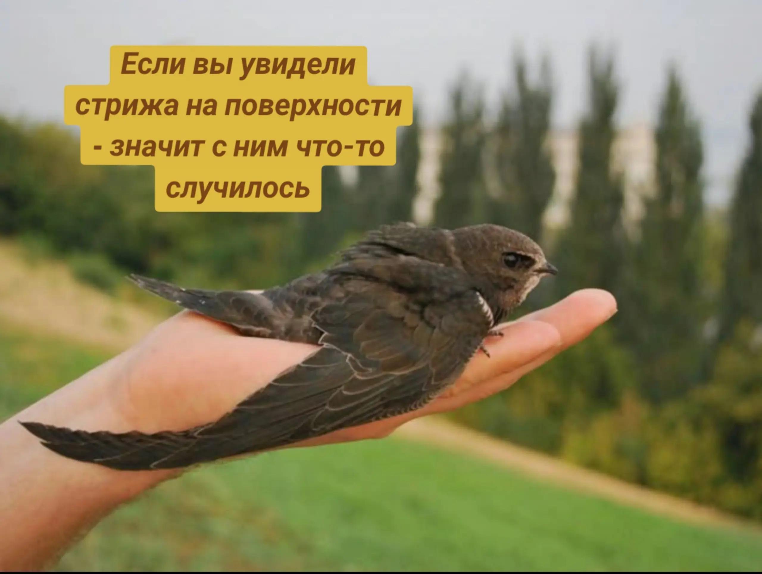 Если вы увидели стрижа на поверхности значит с ним что-то случилось