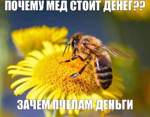 ПОЧЕМУ МЕД СТОИТ