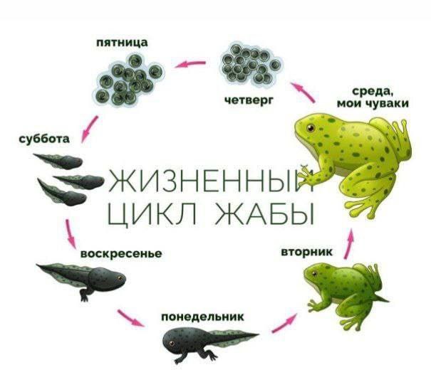 четверг мои чуваки суббота КИЗНЕННЫЙ ЦИКЛ ЖАБЫ воскресенье вторник понедельник A