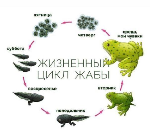 четверг мои чуваки суббота КИЗНЕННЫЙ ЦИКЛ ЖАБЫ воскресенье вторник понедельник A