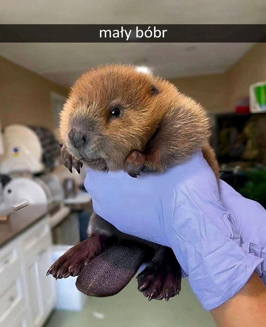 maty bobr