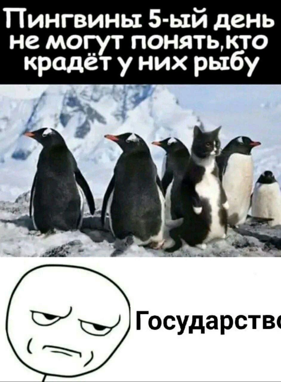 Пингвины день не могут NOHATb,KTO крадёт уних рыбу Государств: