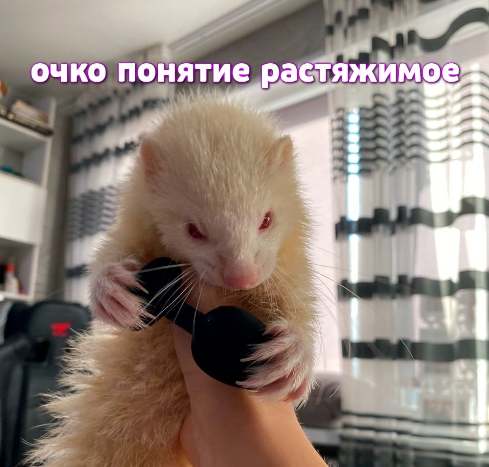 очко понятие растяжимое