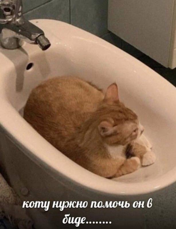 коту нужно помочь он 6 биде