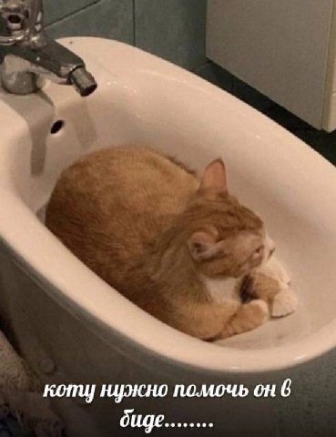 коту нужно помочь он 6 биде