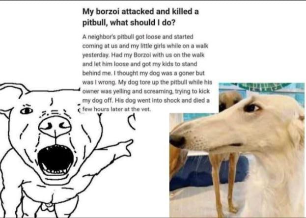 My borzoi attacked and killed a pitbull, what should A neighbor's pitbull got loose and started coming at and my little girls while on a walk yesterday. Had my Borzoi with on the walk and let him loos