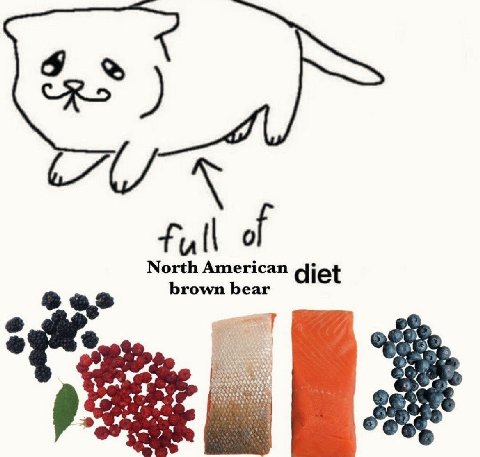 б of North American brown bear diet a2