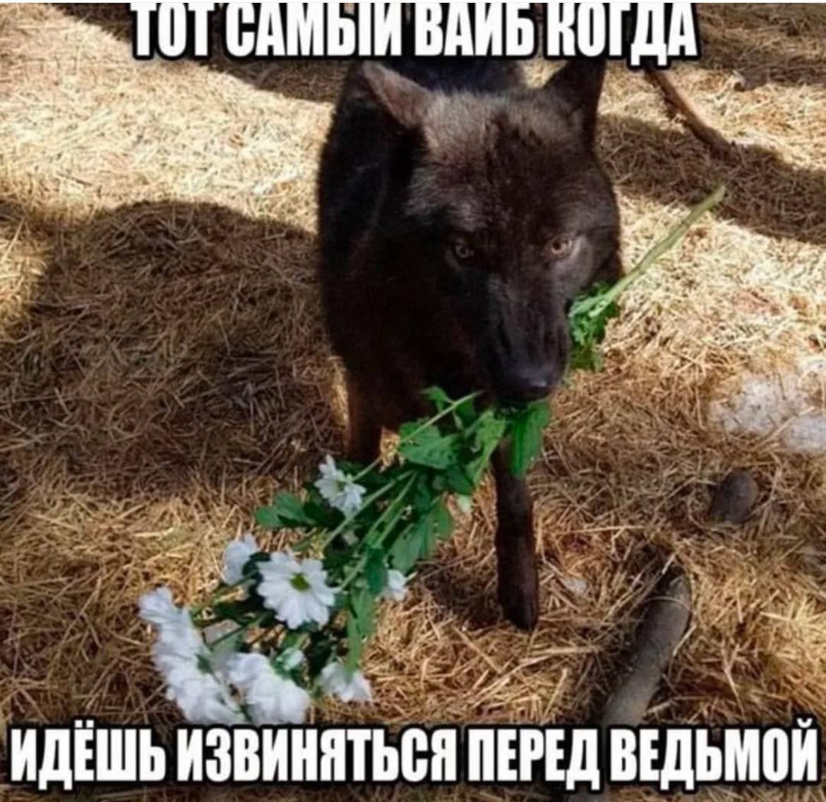 2: и ИДЕШЬ ИЗВИНЯТЬСЯ ПЕРЕД ВЕДЬМОЙ
