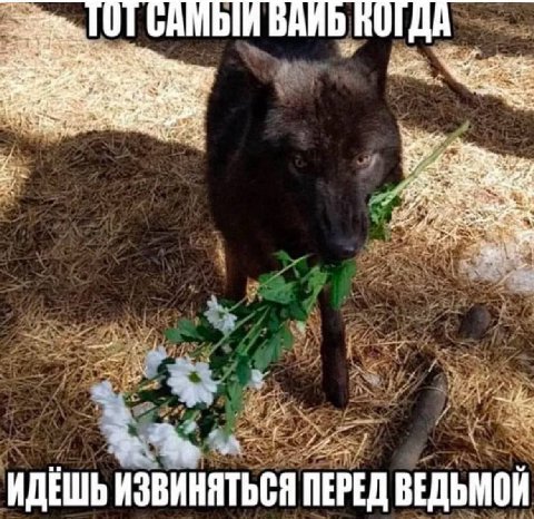 2: и ИДЕШЬ ИЗВИНЯТЬСЯ ПЕРЕД ВЕДЬМОЙ