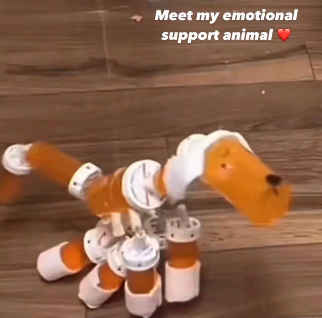 Meet my emotional support animal