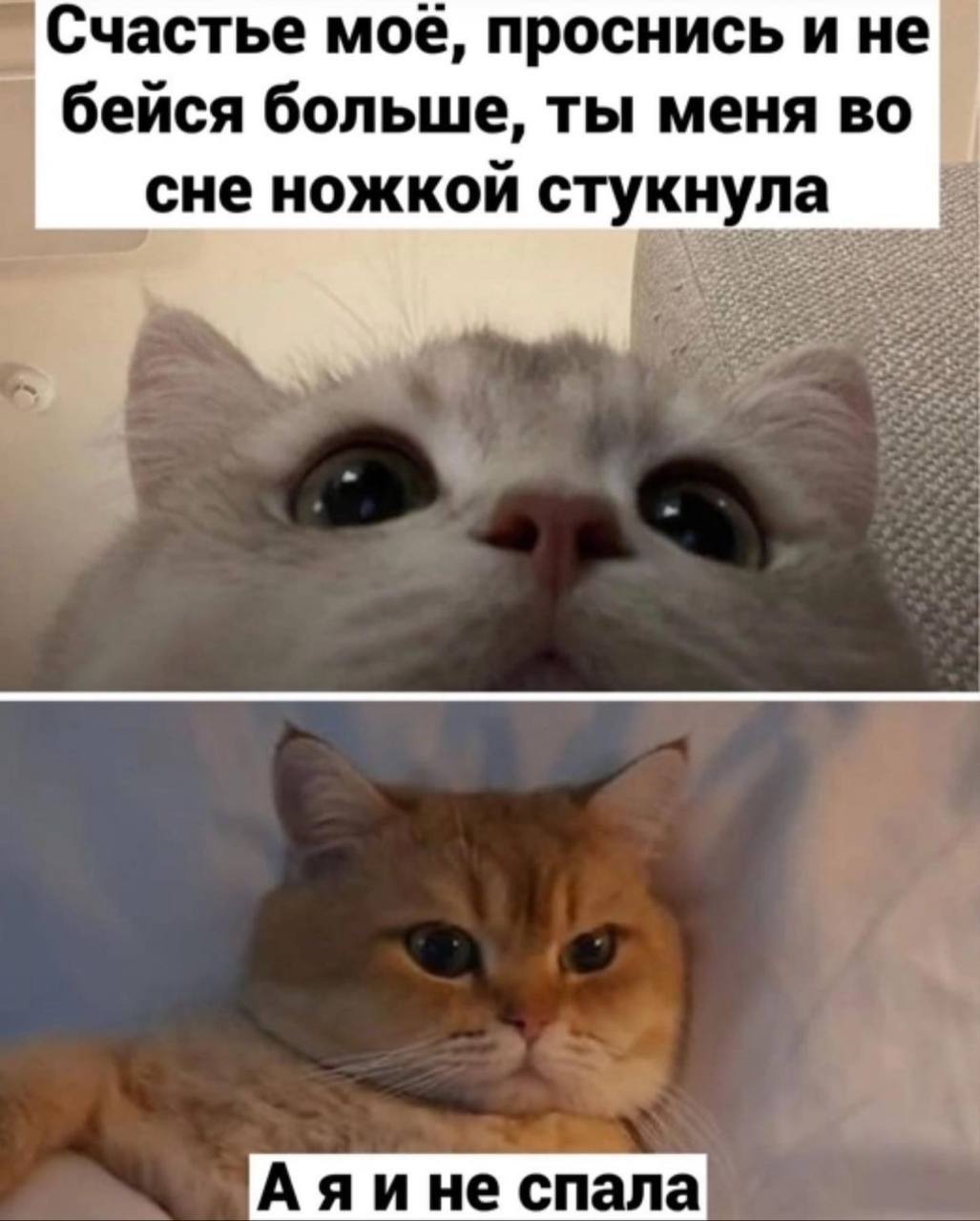 Счастье мое, проснись и не бейся больше, ты меня сне ножкой стукнула Аяине спала