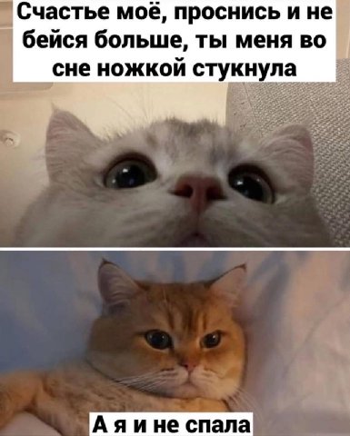 Счастье мое, проснись и не бейся больше, ты меня сне ножкой стукнула Аяине спала