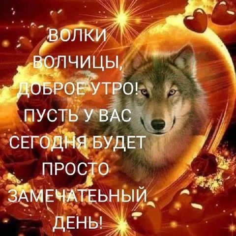 „волки волчицы BPOE*YTPO! У BAC СЕГОДНЯ БУДЕТ ПРОСТО ДЕНЫ
