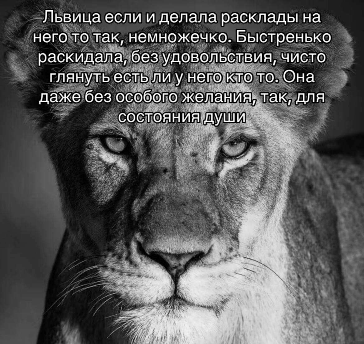 Львица если и делала расклады на него то так, немножечко. Быстренько раскидала, без удовольствия, чисто глянуть есть лиу него кто то. Она даже без особого желания, так, для состояния души.