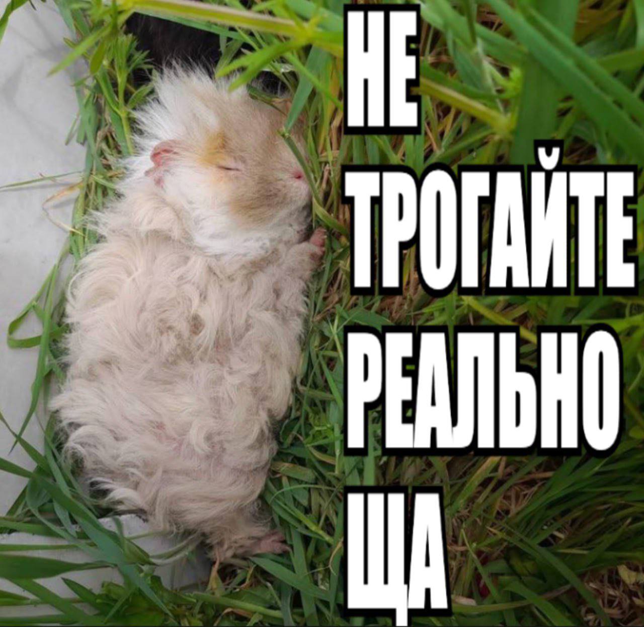 HE у: ТРОГАИТЕ А РЕАЛЬНО