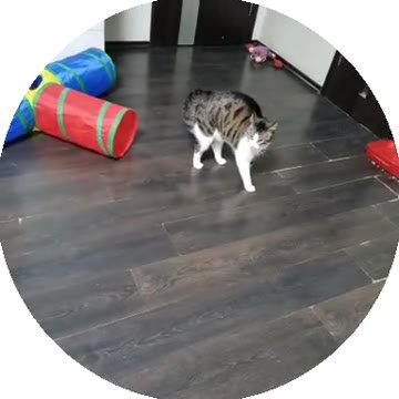 мем