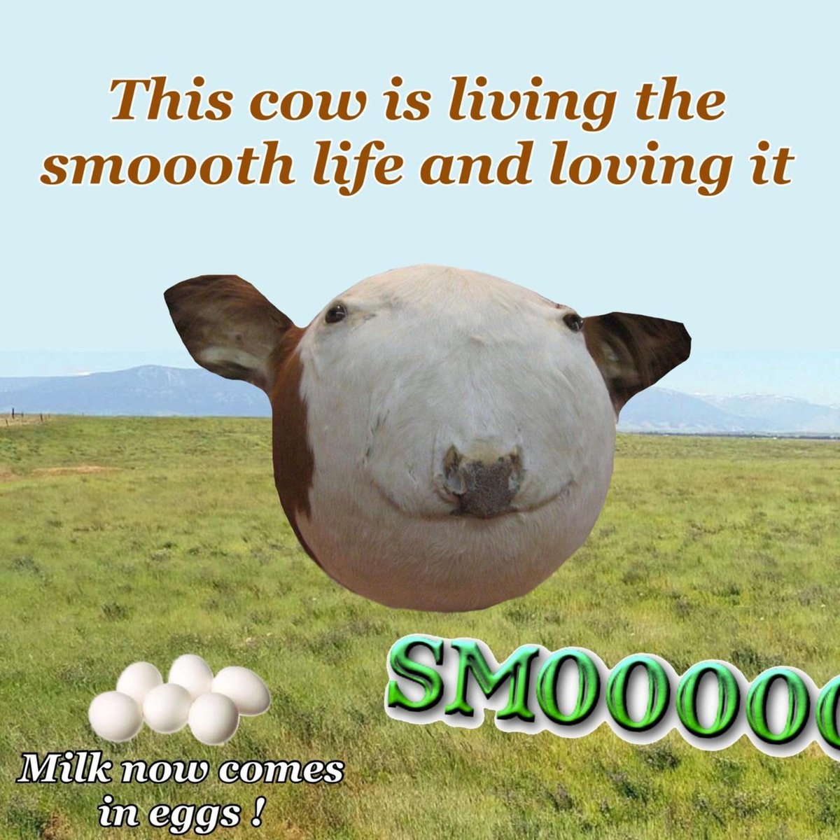 This cow is living the smoooth life and loving it comes ‘eggs!