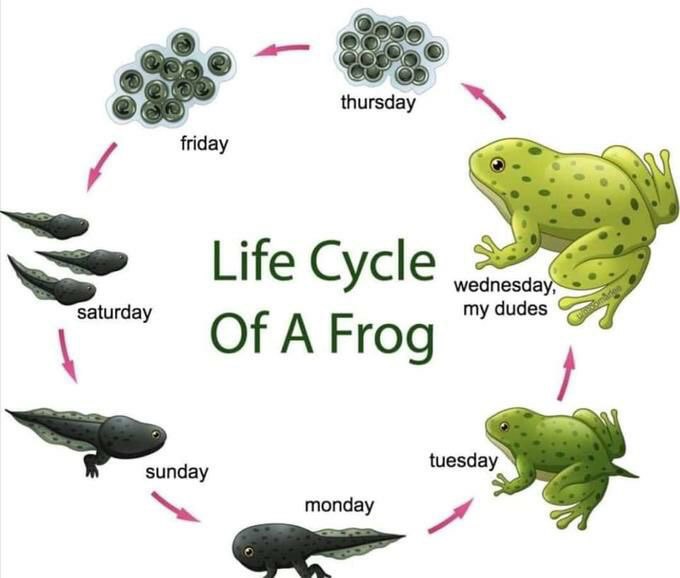 thursday friday Life Cycle wednesda aturday my dudes Of A Frog tuesd monday
