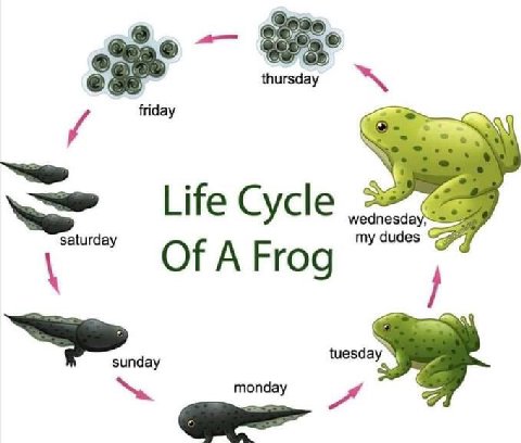 thursday friday Life Cycle wednesda aturday my dudes Of A Frog tuesd monday