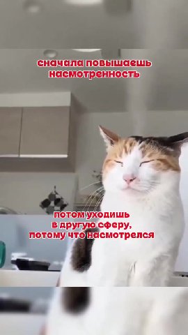 ель потомУходишь a в другую сферу, потомучтонасмотрелся потомучтенасмотрелся