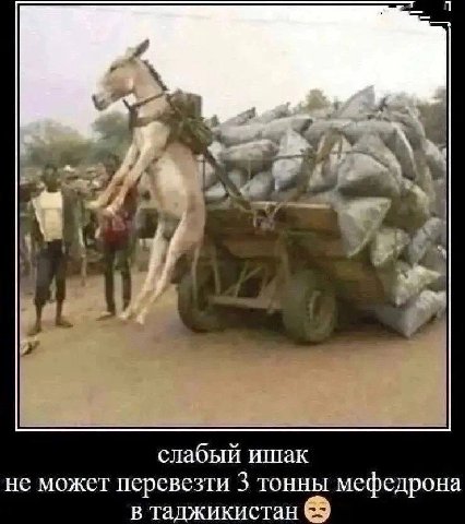7 слабый ишак не может перевезти 3 тонны мефедрона в таджикистан