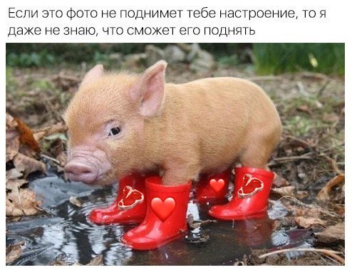 Если это фото не поднимет тебе настроение, то я даже не знаю, что сможет его поднять А
