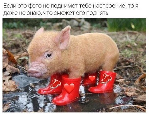 Если это фото не поднимет тебе настроение, то я даже не знаю, что сможет его поднять А