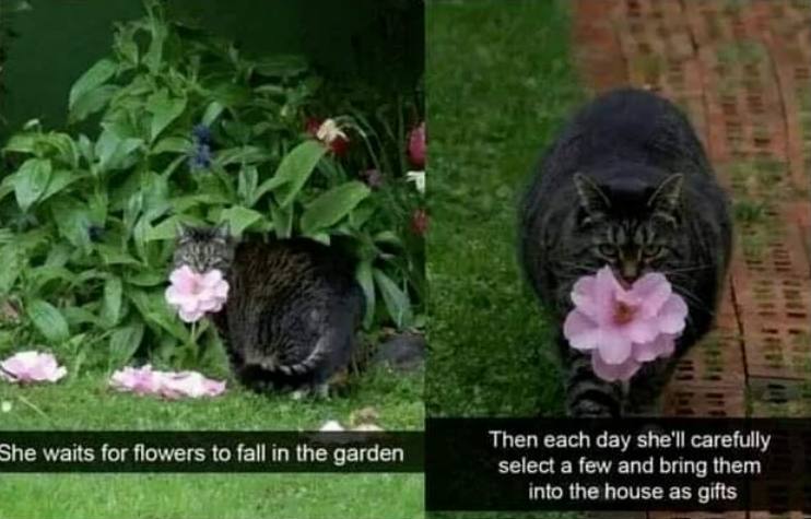 С +a 5. 2 if Then each day she'll carefully She waits for flowers to fall in the garden select a few and bring them into the house as gifts